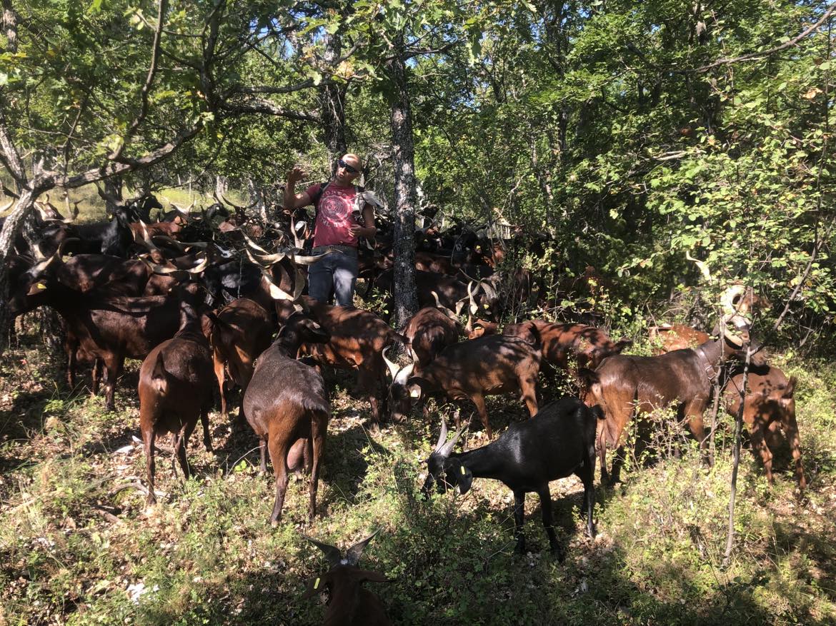 Seasonality in cheesemaking