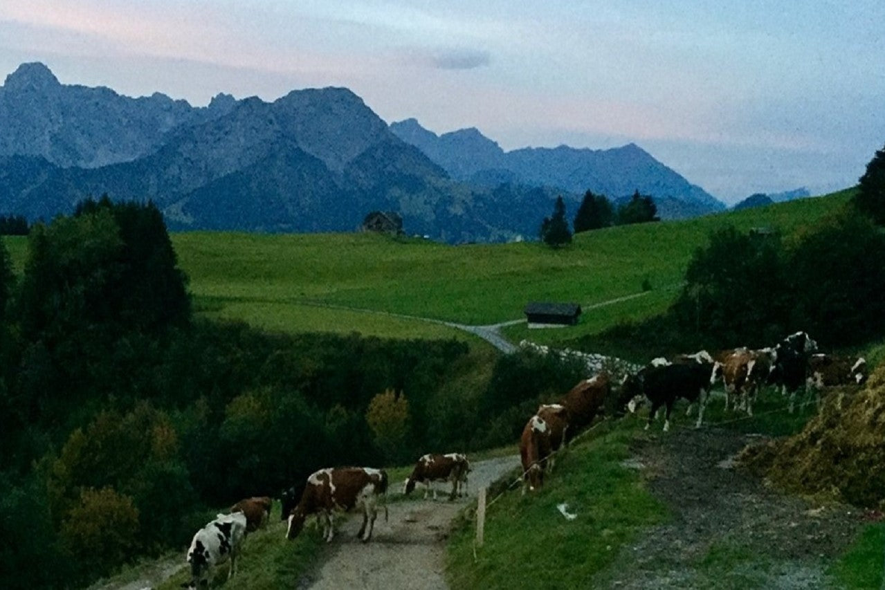 May cheese of the month focusing on transhumance