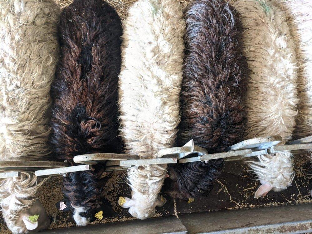 Welcome Castillon Frais